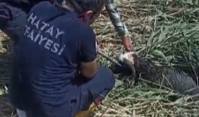 Kaçarak çamura saplanan kurbanlık koyunları itfaiye kurtarıldı