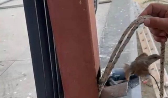 Mahsur kalan kuş demir direk kesilerek kurtarıldı