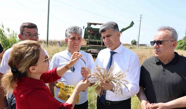 Mersin’de yerli buğdayın hasadı gerçekleştirildi