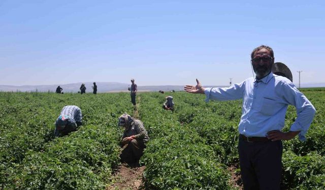 Tarım işçileri kavurucu sıcakta 800 TL yevmiyeyle zorlu mesaiyi sürdürüyor