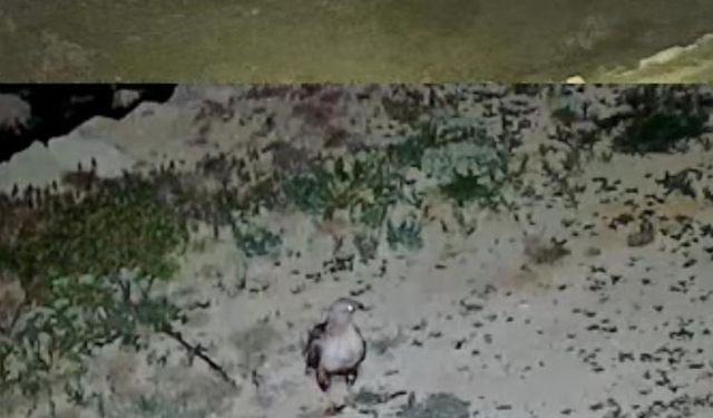 Yayladaki evin bahçesi yabani hayvanların mekanı oldu