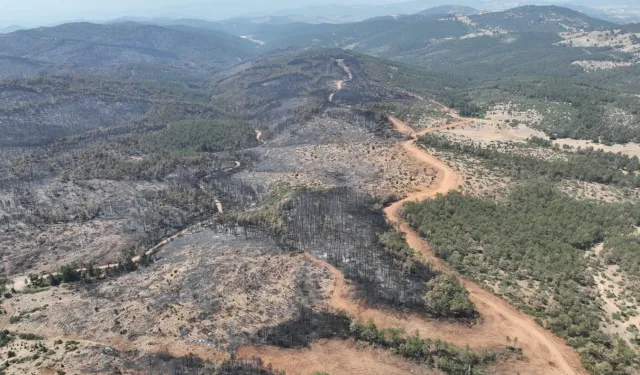 Bursa’da yanan ormanlar yeniden yeşerecek... 11 Kasım’da fidan dikimine davet