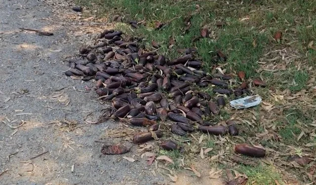 Mersin'de yere döktüğü 3. kalite patlıcanlar 17,2 milyon TL’ye patladı!