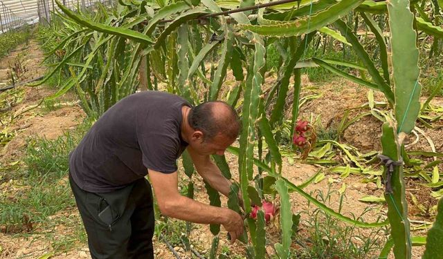 Alanya’da ejder meyvesi hasadı başladı, kilosu 200 TL’yi buluyor