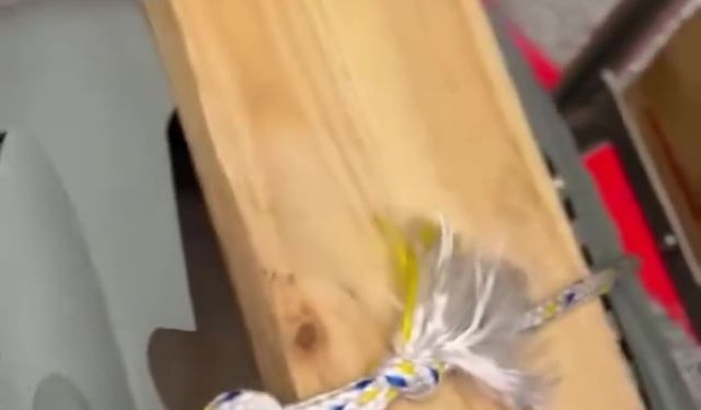 Uçağın kargo bölümüne verdiği evcil hayvanlarını teslim alınca çılgına döndü