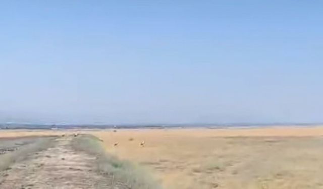 Yuvadan düşen leylek tedavisinin ardından doğaya salındı