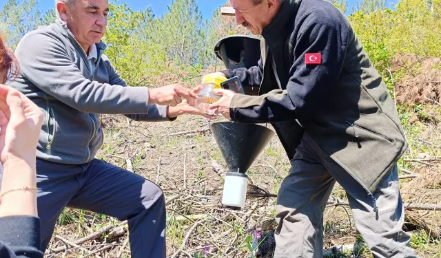 Bursa’da kabuk böceklerine karşı biyolojik mücadele başladı