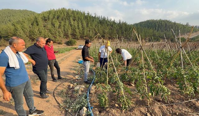 Adana’da atıl araziler domates üretim merkezi oldu