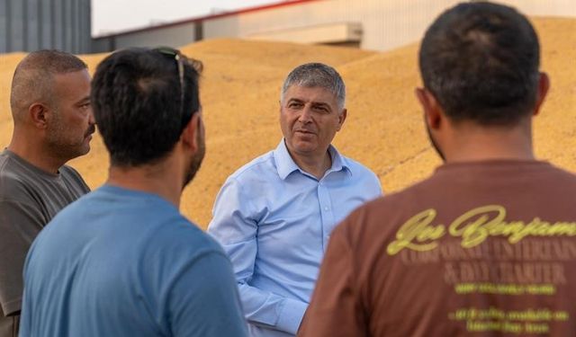 Adana’da mısırda 1 milyon 135 bin ton rekolte bekleniyor