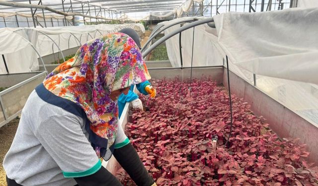 Alanya Belediyesi’nde kadınlar sahada
