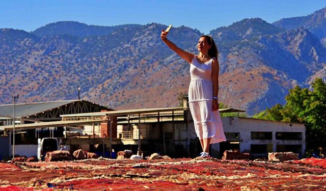 Antalya’da buğday tarlalarında halı hasatı başladı