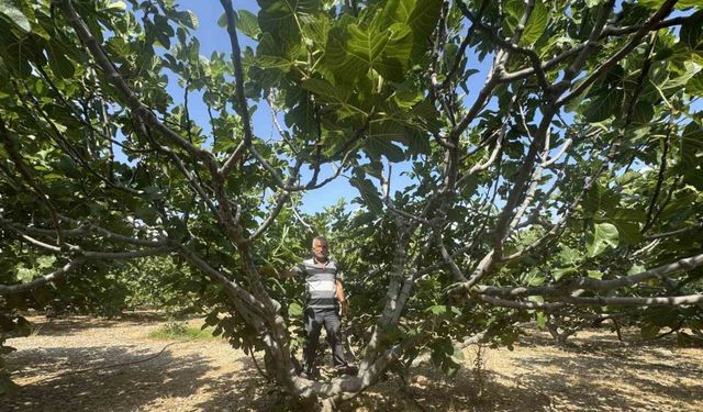 Antalya’da sıcak hava siyah incir rekoltesini yüzde 50 düşürdü