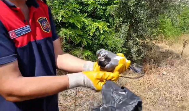 Ayağına poşet dolanan kuşu itfaiye kurtardı