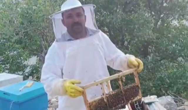 Ayı kovanları parçalayıp balı yedi, üretici 100 bin lira zarara uğradı