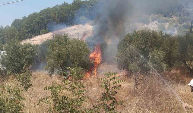 Kumluca’da çıkan yangında bir dönüm zeytinlik alan yandı