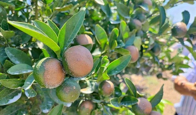 Sıcağın yaktığı narenciyelerde ‘Akdeniz Meyve Sineği’ uyarısı