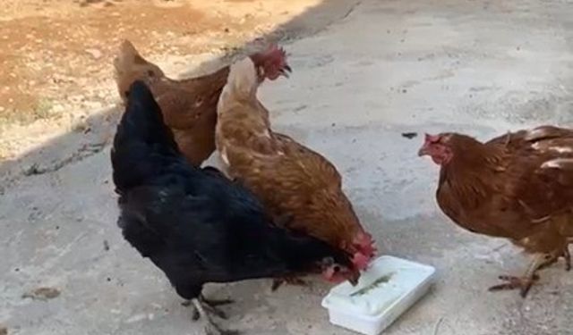 Sıcaktan bunalan tavuklarını Maraş dondurması ile serinletti