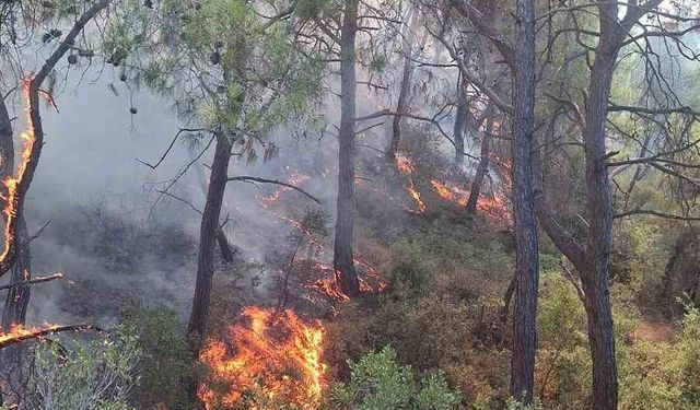Adana’da orman yangını