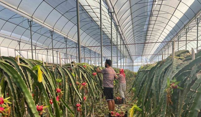 Alanya’da  seralarda ejder meyvesi hasadı başladı