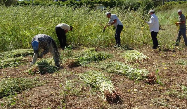 Antalya’da altın susamda hasat başladı