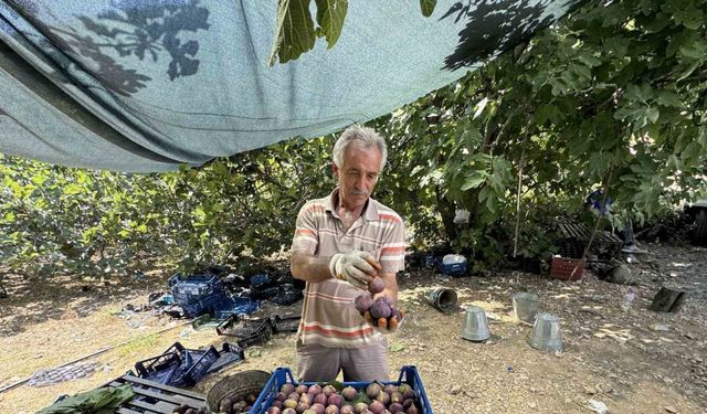 Antalya’da siyah incir hasadı başladı