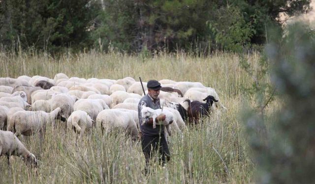 Burdur’un dağlarında yarım asırdır koyunların peşinde