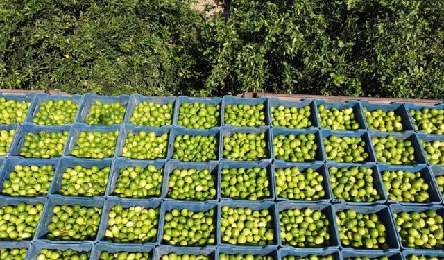 Çukurova’da limon hasadı: Geçen yıl 1 TL olan limon bahçede 20 TL
