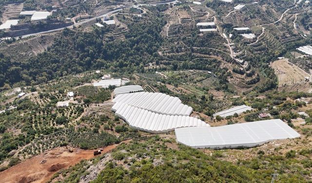 Engebeli arazide tropikal meyve başarısı: 104 dönümlük serada 20’den fazla çeşit meyve yetiştiriliyor
