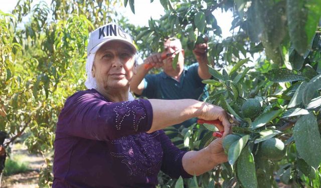 Kuraklığın rekolteyi etkilediği erkenci mandalina, tarladan 30 TL ile 40 TL arasından alıcı buluyor