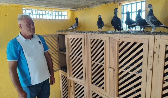Kayıp güvercinlerini bulana ödülü 100 bin liraya çıkardı