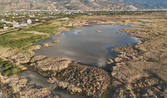 Kuraklığın etkisiyle çölü aratmaz hale gelen Milleyha’da yağışlarla birlikte kuşların sesleri yankılanmaya başladı