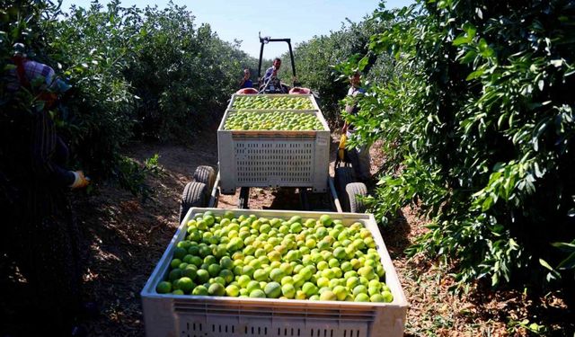 Mandalinada hasat zamanı, verim yüksek: Kilosu 8-15 TL arasında