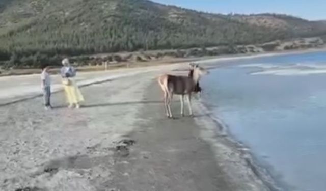 Salda Gölü’nün maskot geyiği, vatandaşlarla keyifli anlar yaşadı