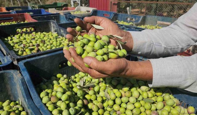 Sofralık zeytinde bereketli hasat, kilogram fiyatı 55 TL’den tarladan alıcı buluyor