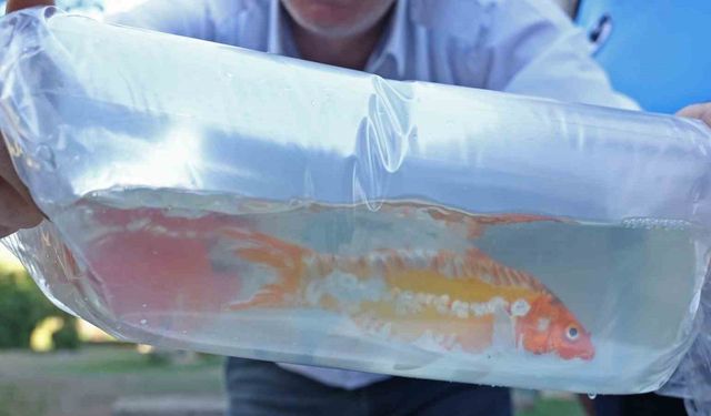 Tayland’tan süs balıkları, Tokat’tan horoz, İstanbul’dan kalkan balığı