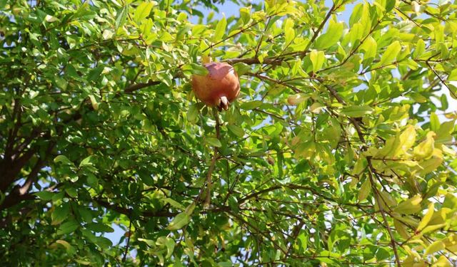 Tescilli Kuytucak narında hasat başladı