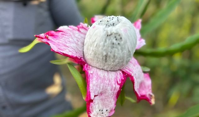 Türkiye’nin tarım merkezinde ejder meyvesi hasadı başladı, kilosu 180 TL’den alıcı buluyor