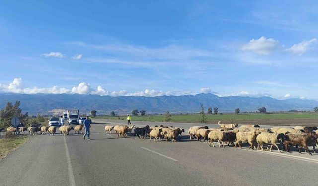 Yayladan dönen koyun sürüsünün geçişi için trafiğin durduğu kara yolunda korna sesi yerine çan sesi yankılandı