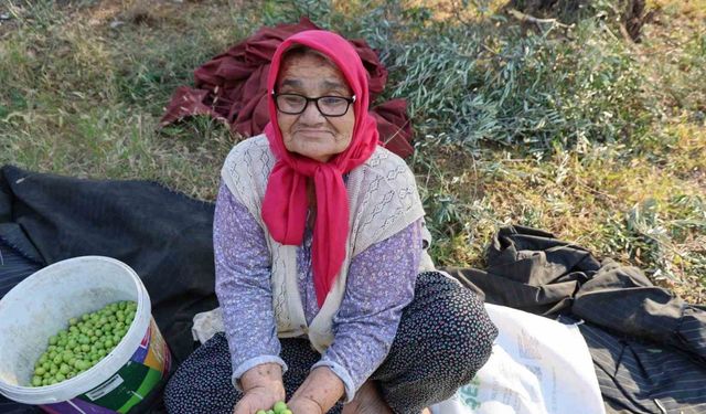 Zeytin hasadına asırlık ağaçlardan başlandı