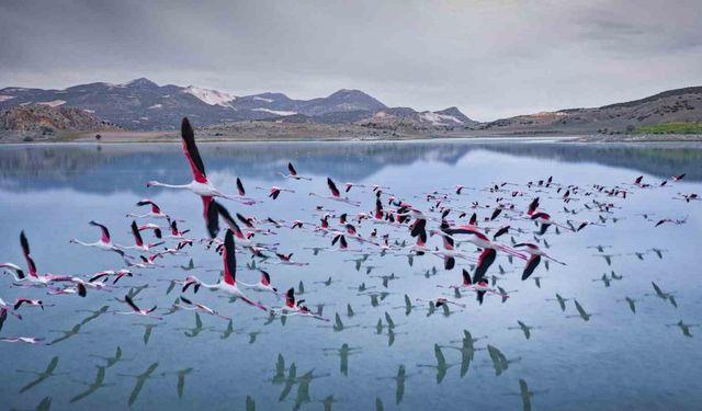 2 yıl önceye kadar flamingoları ağırlayan gölde şimdi sadece ayak izleri kaldı