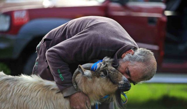 3 keçisini kurtlar yiyen yaşlı adam, mahsur kaldığı uçurumdan kurtarılan son keçisine sarılıp doyasıya öptü