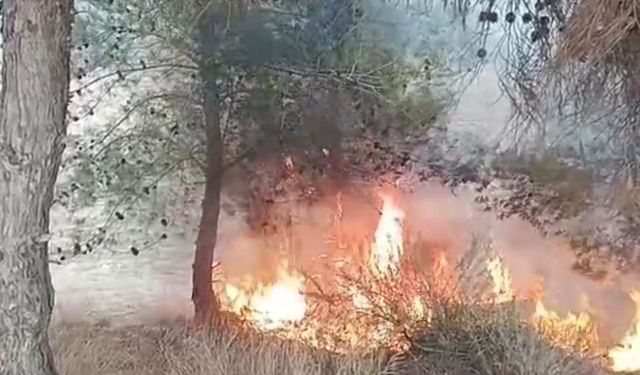 Adana’da bir çocuğun çıkardığı öne sürülen yangında 100 zeytin ağacı yandı