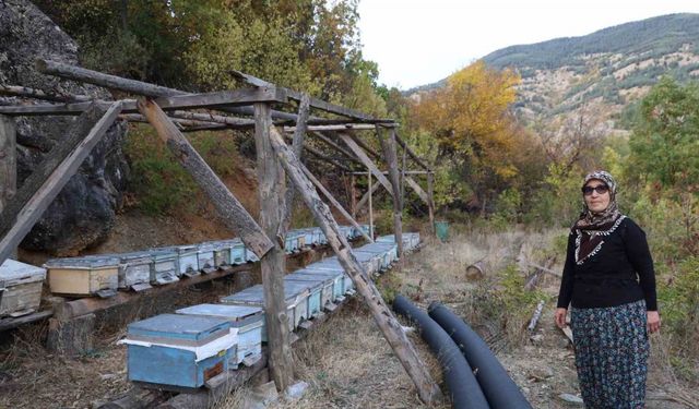 Adana’da sıcaklık düşmeyince arılar kışlama için kovanlara girmedi