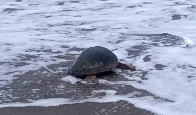 Antalya’da yaralı bulunan Caretta caretta tedavisinin ardından yeniden özgürlüğe kavuştu