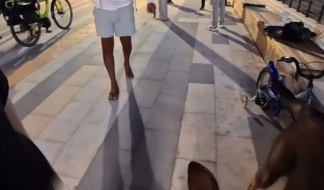 Bankta köpeğiyle oturan yerleşik yabancı kız çocuğu hayatının şokunu yaşadı