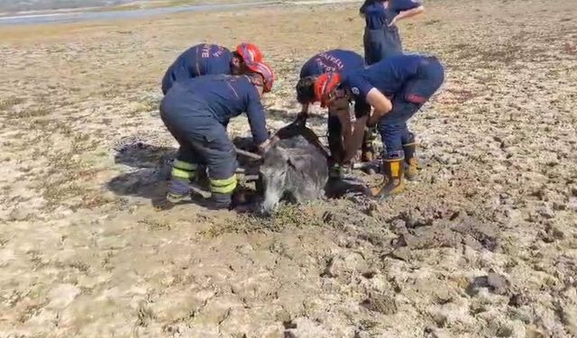 Çamura saplanan eşeği itfaiye ekipleri kurtardı