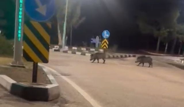 Çukurova Üniversitesi yerleşkesine sürü halinde giren domuzlar görüntülendi