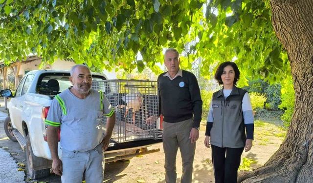 Hatay’da yaralı leylek tedavi altına alındı