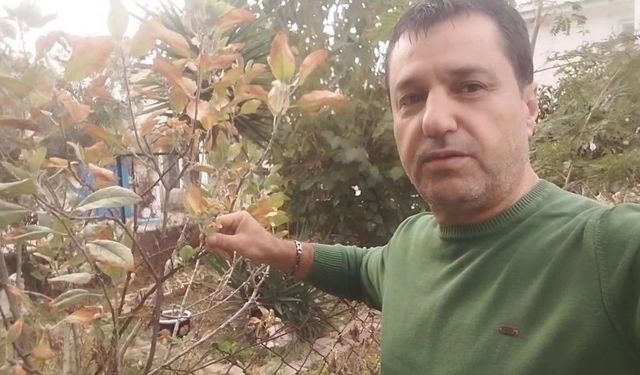 Kasım ayında elma ağacı çiçek açıp meyve verdi