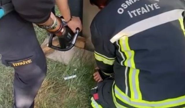 Konteyner ile duvar arasına sıkışan yavru kedi kurtarıldı